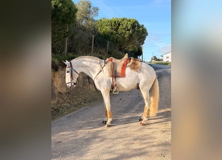 Lusitano, Castrone, 6 Anni, 154 cm, Grigio
