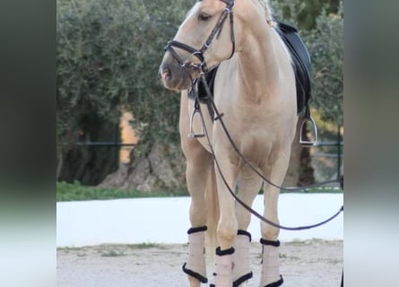 Lusitano, Castrone, 6 Anni, 157 cm, Perlino