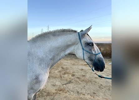 Lusitano, Castrone, 6 Anni, 158 cm, Grigio