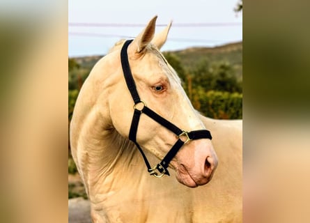 Lusitano, Castrone, 6 Anni, 160 cm, Cremello