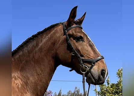 Lusitano, Castrone, 6 Anni, 162 cm, Baio scuro