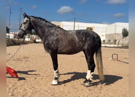 Lusitano, Castrone, 6 Anni, 162 cm, Grigio