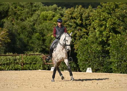 Lusitano, Castrone, 6 Anni, 162 cm, Grigio rossastro