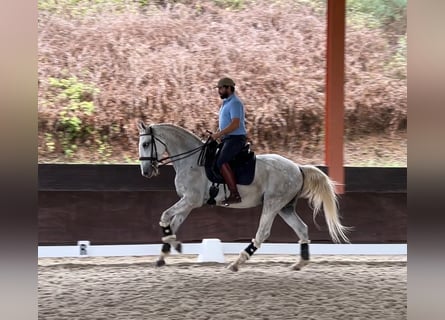 Lusitano, Castrone, 6 Anni, 165 cm, Grigio