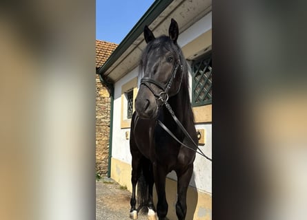 Lusitano, Castrone, 6 Anni, 167 cm, Morello