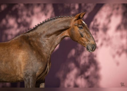 Lusitano, Castrone, 6 Anni, 167 cm, Sauro