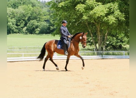 Lusitano, Castrone, 6 Anni, 168 cm, Baio