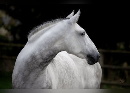 Lusitano, Castrone, 7 Anni, 158 cm, Grigio