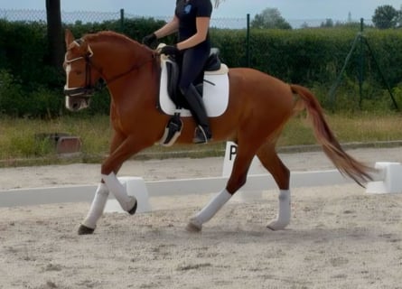 Lusitano, Castrone, 7 Anni, 158 cm, Sauro
