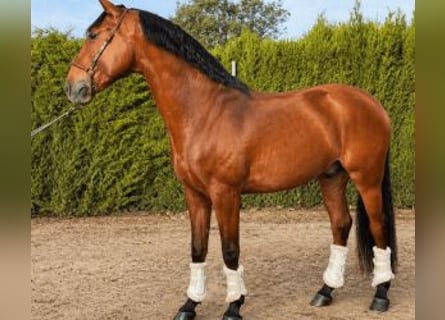 Lusitano Mix, Castrone, 7 Anni, 160 cm, Baio ciliegia