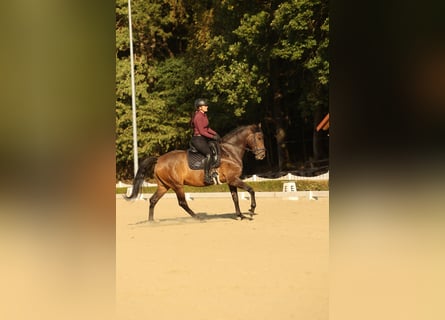 Lusitano, Castrone, 7 Anni, 164 cm, Baio scuro