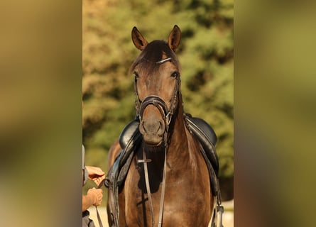 Lusitano, Castrone, 7 Anni, 164 cm, Baio scuro