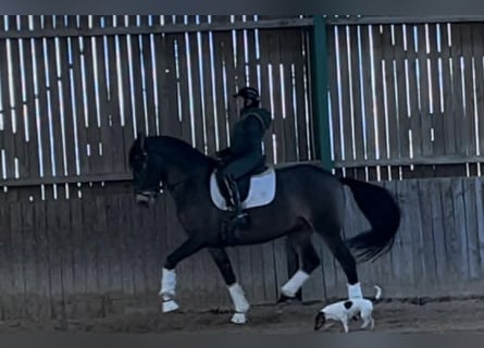 Lusitano, Castrone, 7 Anni, 165 cm, Falbo