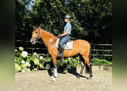 Lusitano, Castrone, 7 Anni, 166 cm, Baio