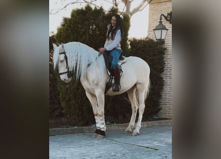 Lusitano, Castrone, 7 Anni, 167 cm, Cremello