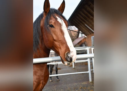 Lusitano, Castrone, 7 Anni, 170 cm, Baio