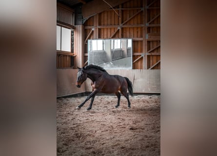 Lusitano, Castrone, 8 Anni, 159 cm, Baio