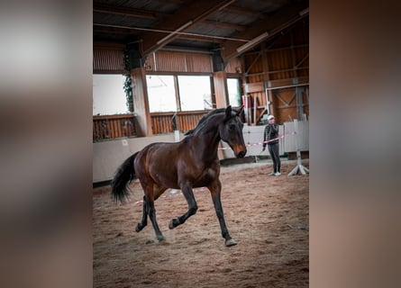 Lusitano, Castrone, 8 Anni, 159 cm, Baio