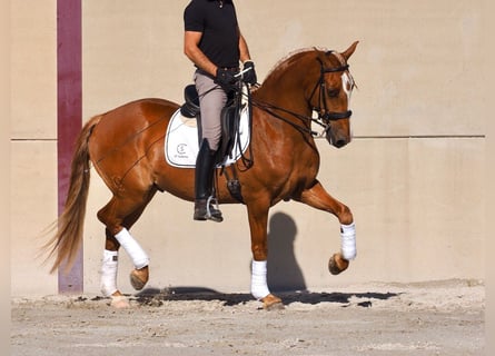 Lusitano, Castrone, 8 Anni, 160 cm, Sauro