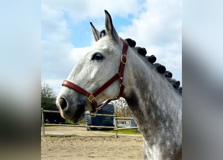 Lusitano, Castrone, 8 Anni, 164 cm, Grigio
