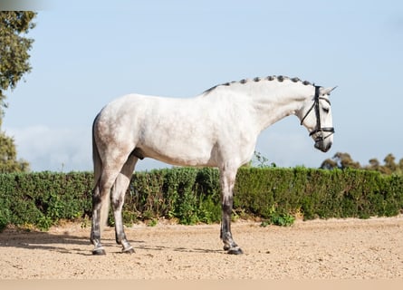 Lusitano, Castrone, 8 Anni, 165 cm, Grigio rossastro