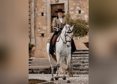 Lusitano, Castrone, 8 Anni, 166 cm, Grigio