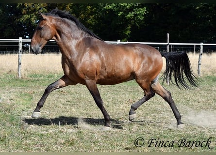 Lusitano, Castrone, 9 Anni, 164 cm, Baio