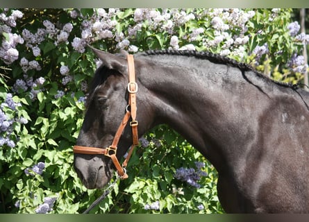 Lusitano, Castrone, 9 Anni, 164 cm, Morello
