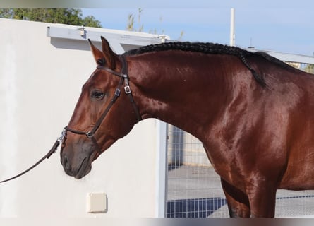 Lusitano, Castrone, 9 Anni, 168 cm, Baio