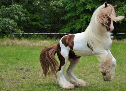 Lusitano, Castrone, Puledri (01/2026), 152 cm, Sauro scuro