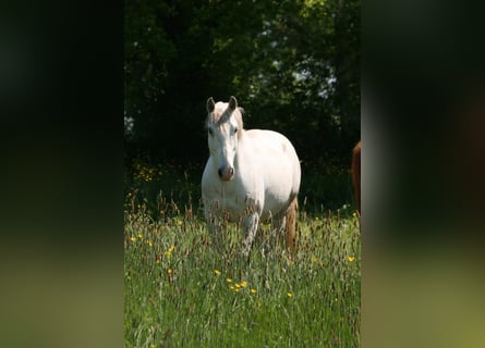 Lusitano, Gelding, 10 years, 15.2 hh, Grey