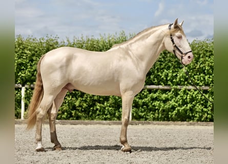 Lusitano, Gelding, 10 years, 15.2 hh, Perlino