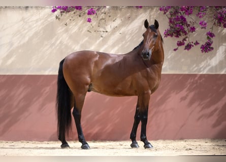 Lusitano, Gelding, 10 years, 15,2 hh