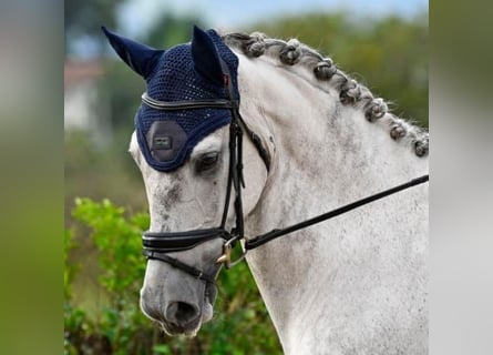 Lusitano Mix, Gelding, 10 years, 16,2 hh, Gray