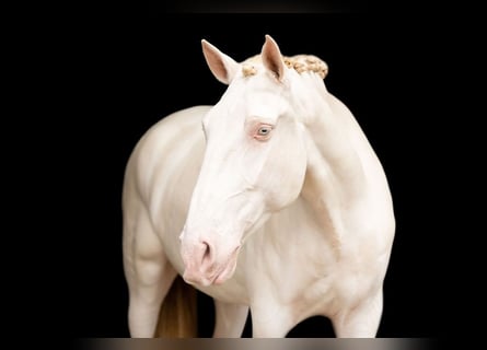 Lusitano, Gelding, 10 years, 16 hh, Perlino
