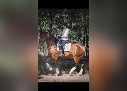 Lusitano, Gelding, 10 years, 16,1 hh, Bay-Dark