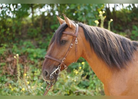 Lusitano, Gelding, 11 years, 15.3 hh, Dun