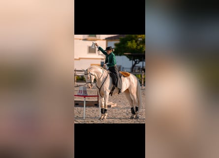 Lusitano Mix, Gelding, 11 years, 15,3 hh, Cremello