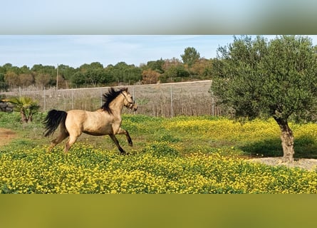 Lusitano Mix, Gelding, 12 years, 14,3 hh, Dun