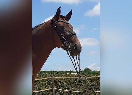 Lusitanos, Wallach, 12 Jahre, 16,2 hh, Brauner