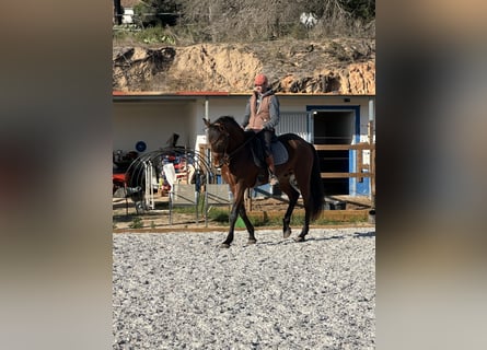 Lusitano, Gelding, 12 years, 16,2 hh, Bay-Dark