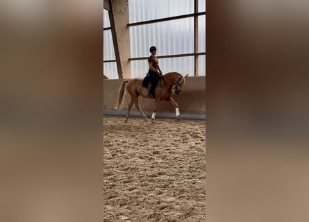 Lusitano, Gelding, 13 years, 16,1 hh, Palomino