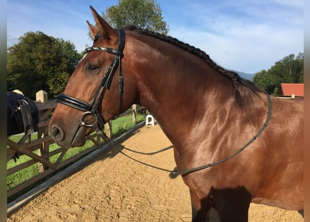 Lusitano, Gelding, 14 years, 16,2 hh, Brown