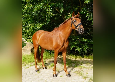 Lusitano, Gelding, 15 years, 14,2 hh, Chestnut-Red