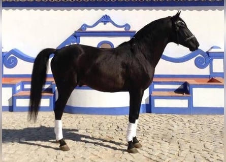 Lusitano, Gelding, 15 years, 15.2 hh, Black