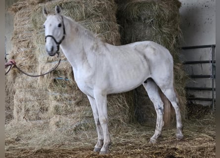 Lusitano Mix, Gelding, 15 years, 15 hh, Gray