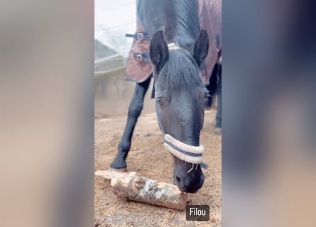 Lusitano, Gelding, 15 years, 16 hh, Black