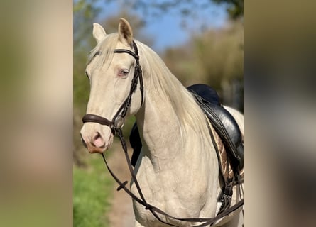 Lusitano, Gelding, 17 years, 15.2 hh, Cremello