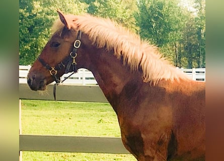 Lusitano, Gelding, 2 years, Chestnut