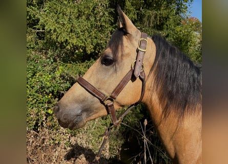 Lusitano, Gelding, 3 years, 14.2 hh, Buckskin